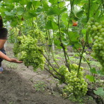 IMG_0732